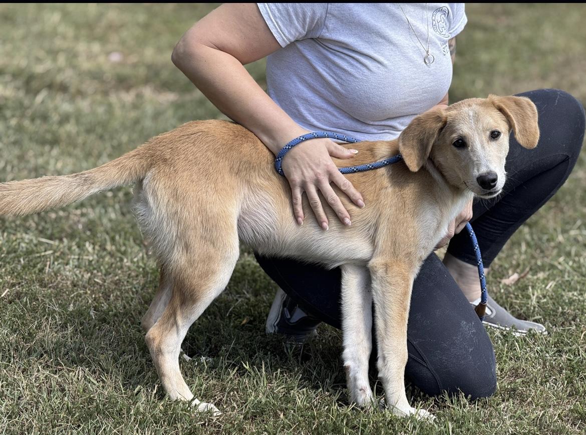 Sadie, a Adoptable mixed breed in Richmond, VA image 5/5