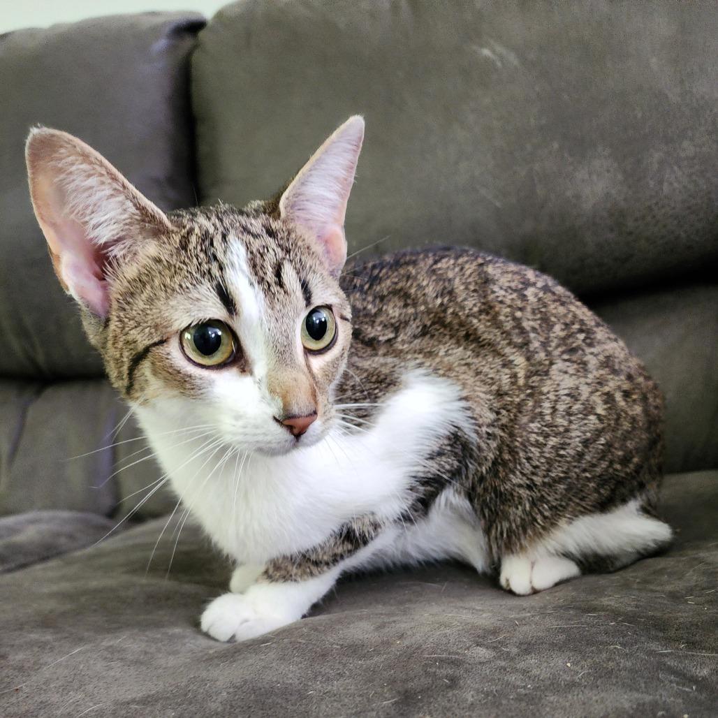Enlarge Miss Priss, a Adoptable Domestic Short Hair in Centerville, TN image 1/2