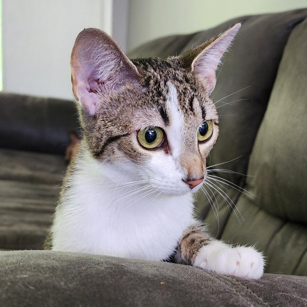 Enlarge Miss Priss, a Adoptable Domestic Short Hair in Centerville, TN image 2/2