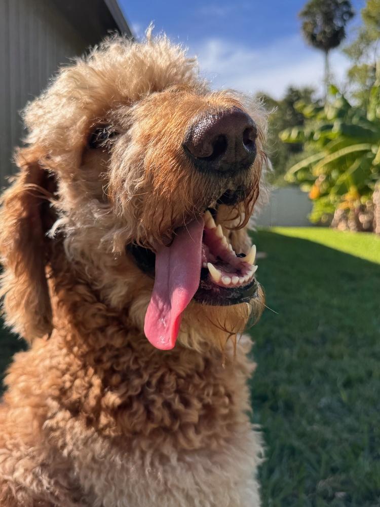 Penny, Adoptable, Young Female Goldendoodle.