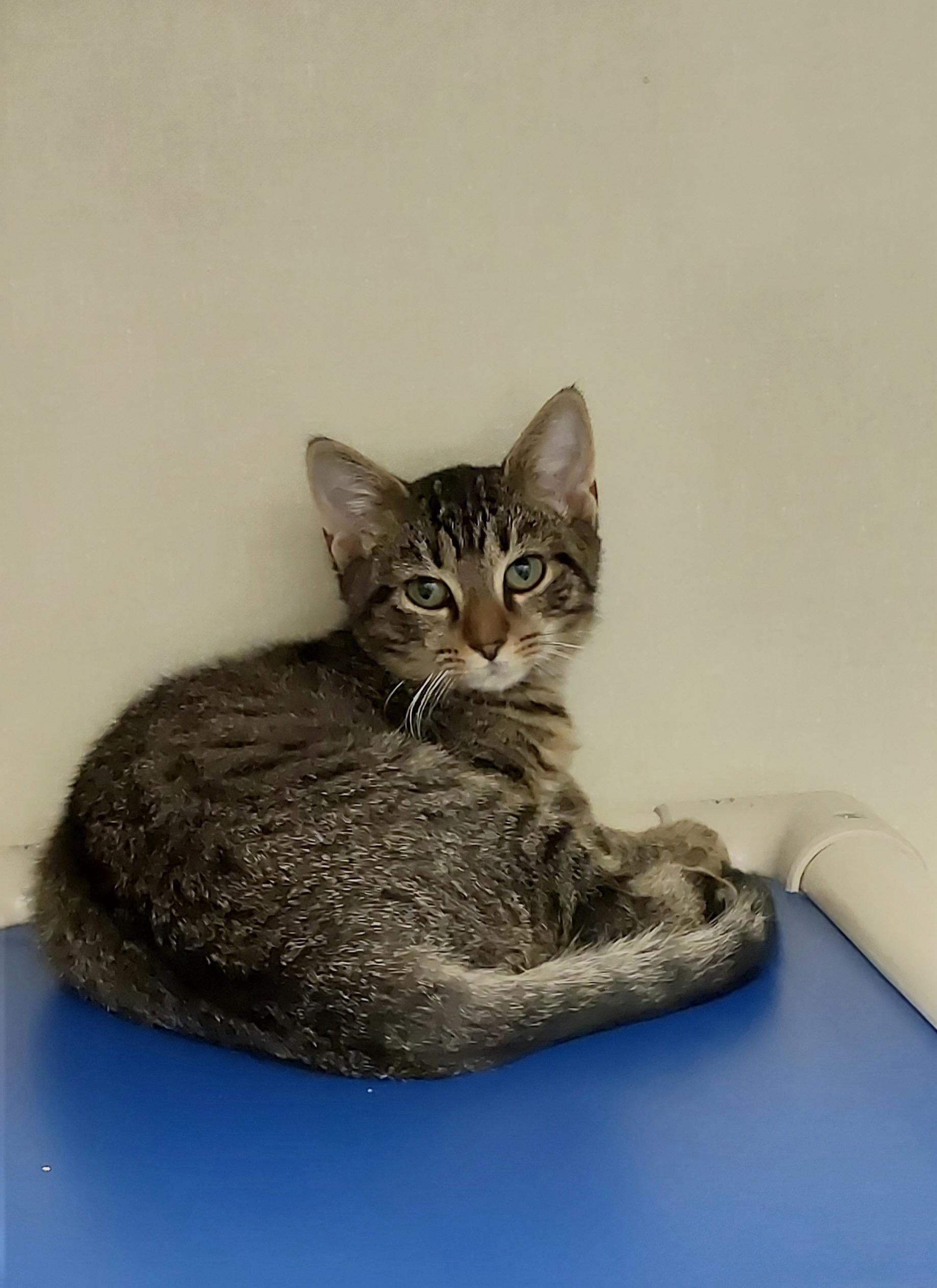 Bonnie, Adoptable, Kitten Female Domestic Short Hair.