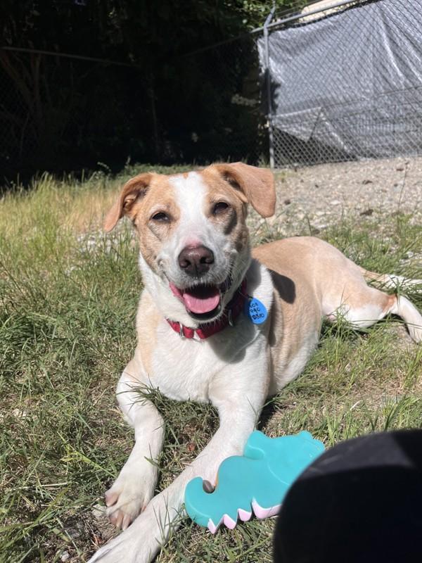 Enlarge Kona, a Adoptable mixed breed in Sechelt, BC image 1/1