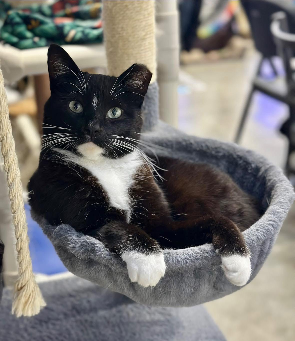 Enlarge Provolone, a ADOPTABLE Domestic Short Hair in Faribault, MN image 2/4