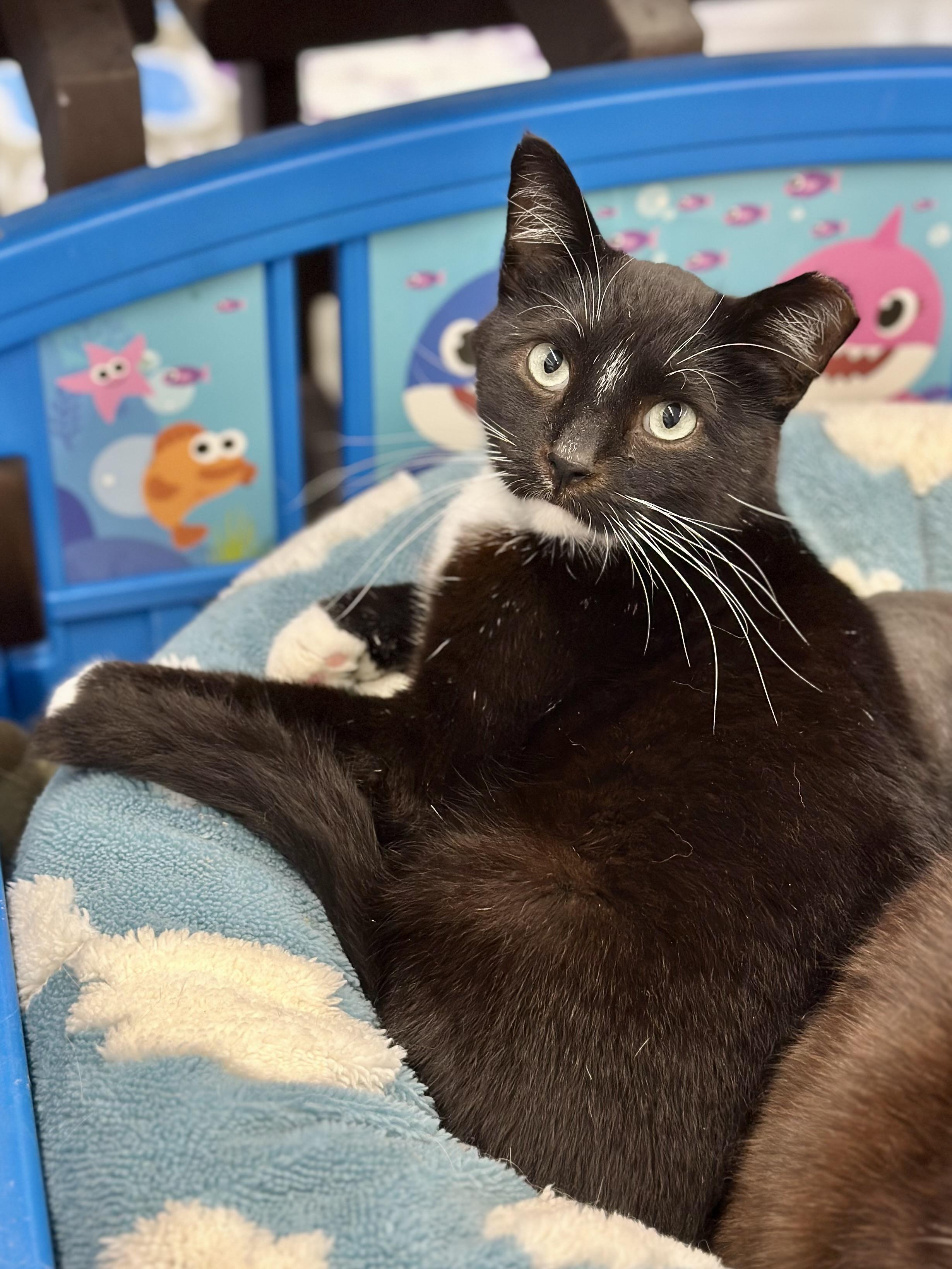 Provolone, ADOPTABLE, Adult Male Domestic Short Hair.