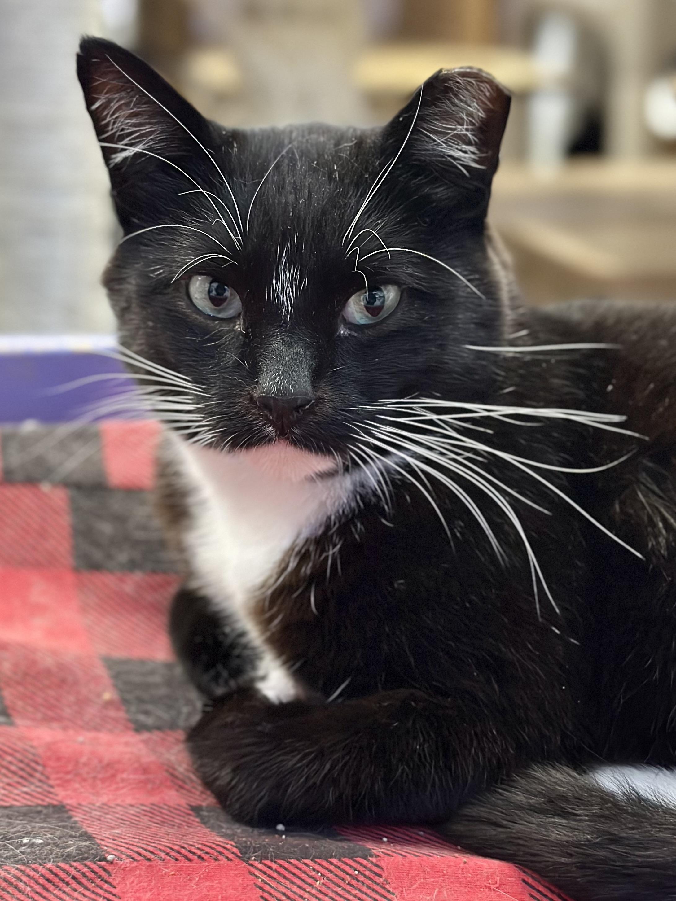 Enlarge Provolone, a ADOPTABLE Domestic Short Hair in Faribault, MN image 4/4