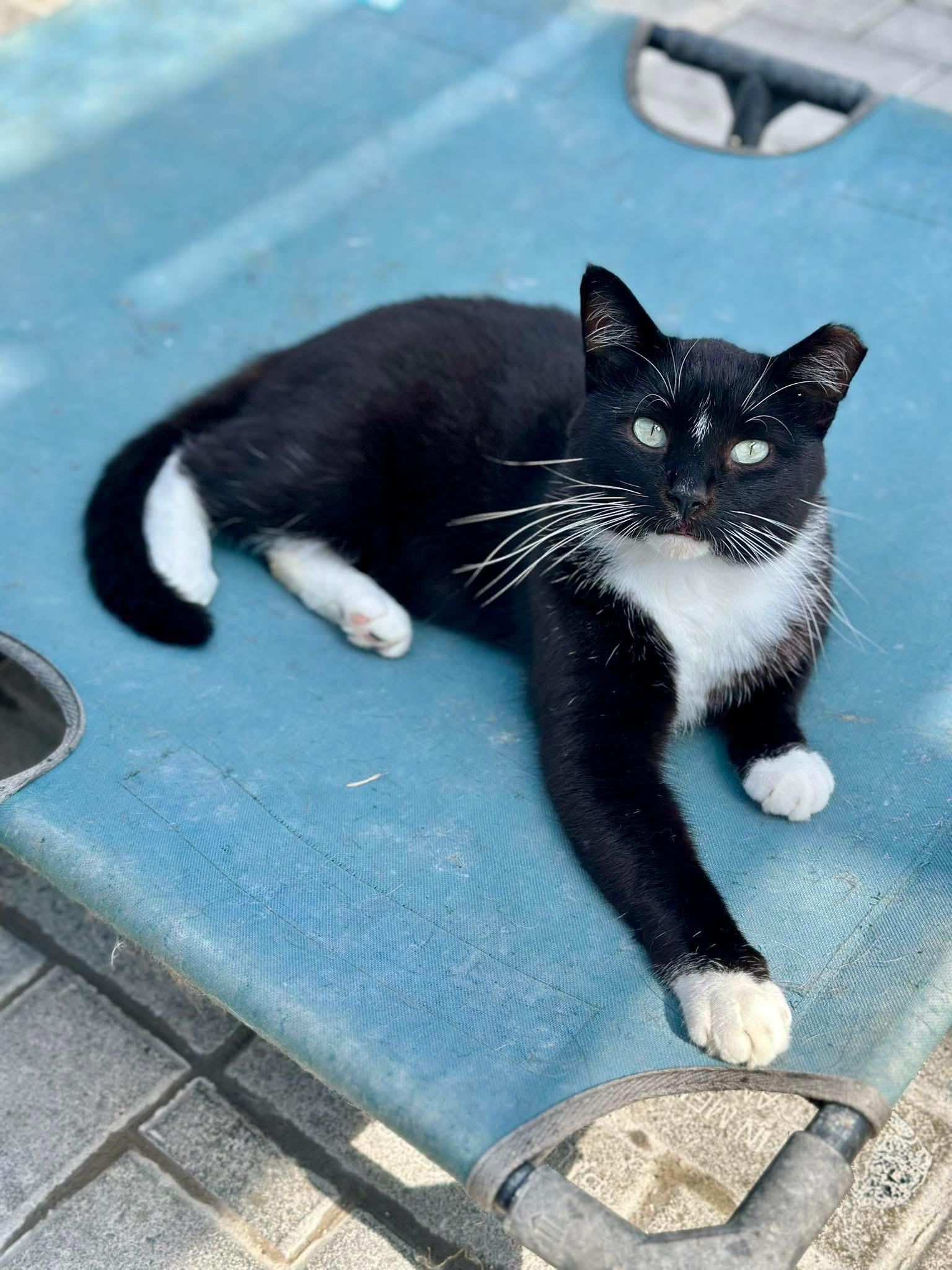 Enlarge Provolone, a ADOPTABLE Domestic Short Hair in Faribault, MN image 3/4