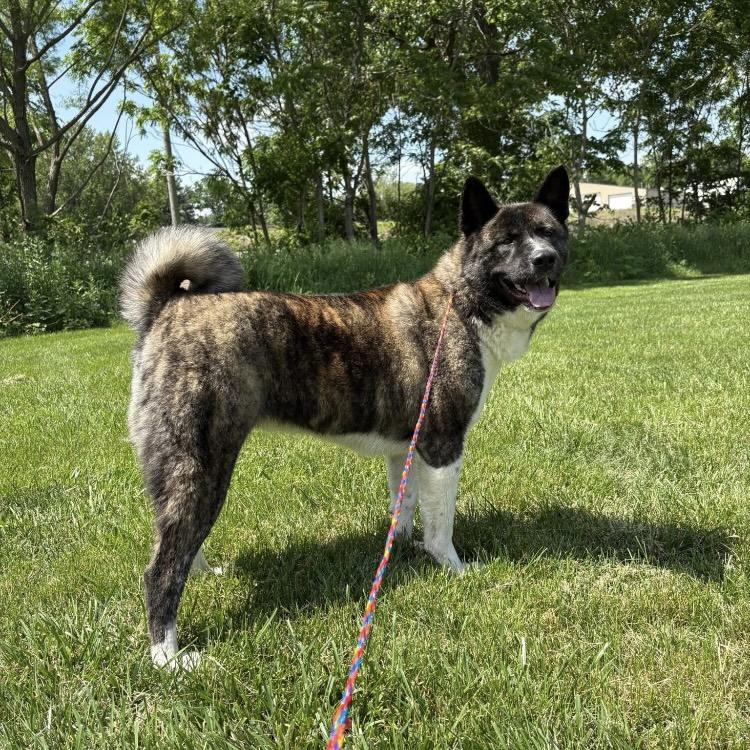 Gamora, ADOPTABLE, Adult Female Akita.
