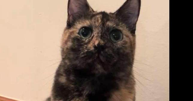 Enlarge Willow 3, a Adoptable mixed breed in Greene, NY image 1/1