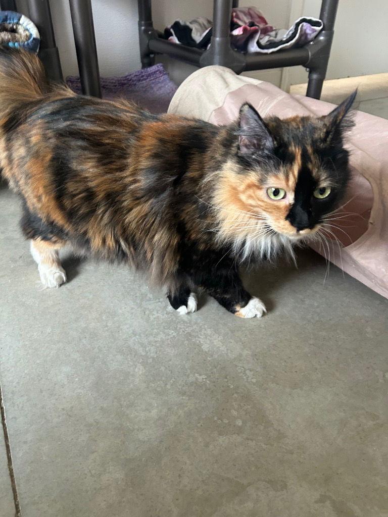 Midna, Adopted, Adult Female Domestic Long Hair.