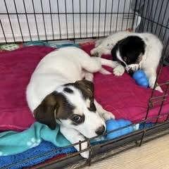 Little Storm (20250807-14) 2