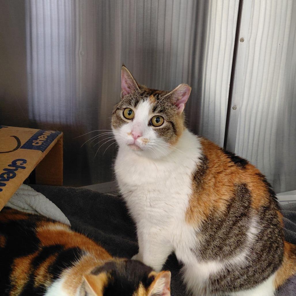 Enlarge Lucy, a Adoptable Domestic Short Hair in Philadelphia, PA image 1/4