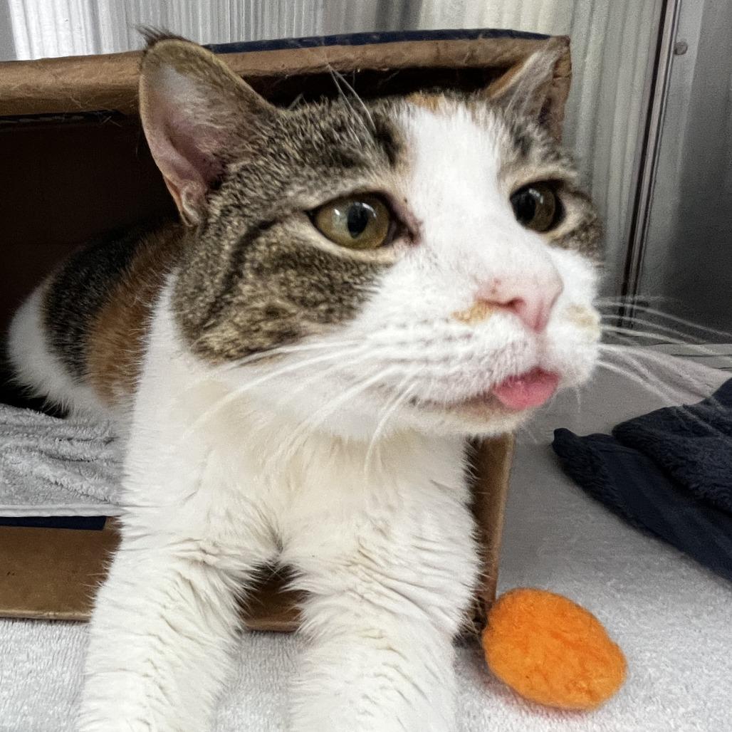 Enlarge Lucy, a Adoptable Domestic Short Hair in Philadelphia, PA image 2/4