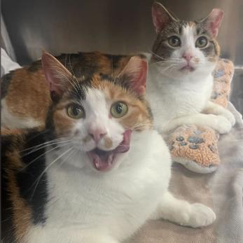 Enlarge Lucy, a Adoptable Domestic Short Hair in Philadelphia, PA image 3/4