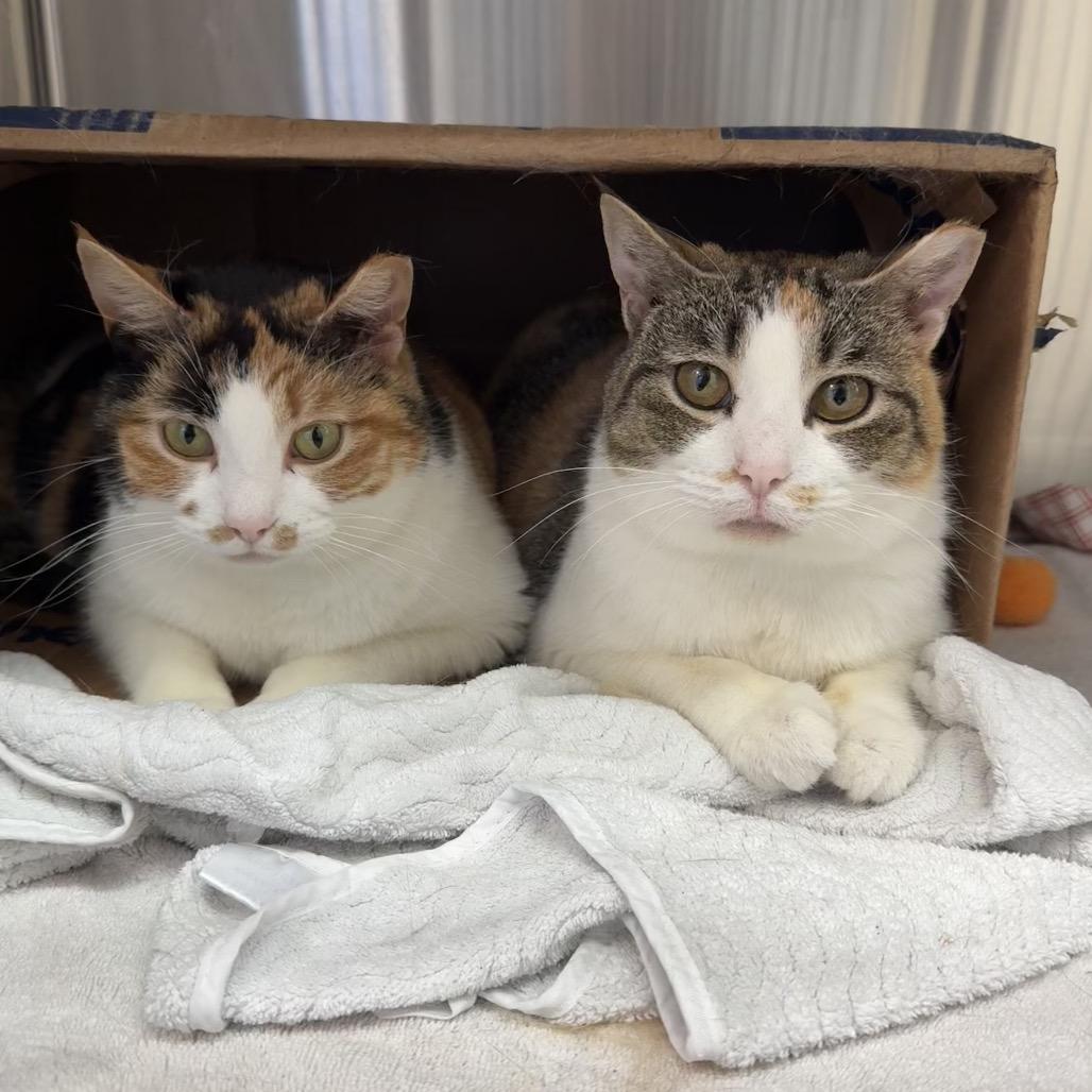 Enlarge Lucy, a Adoptable Domestic Short Hair in Philadelphia, PA image 4/4