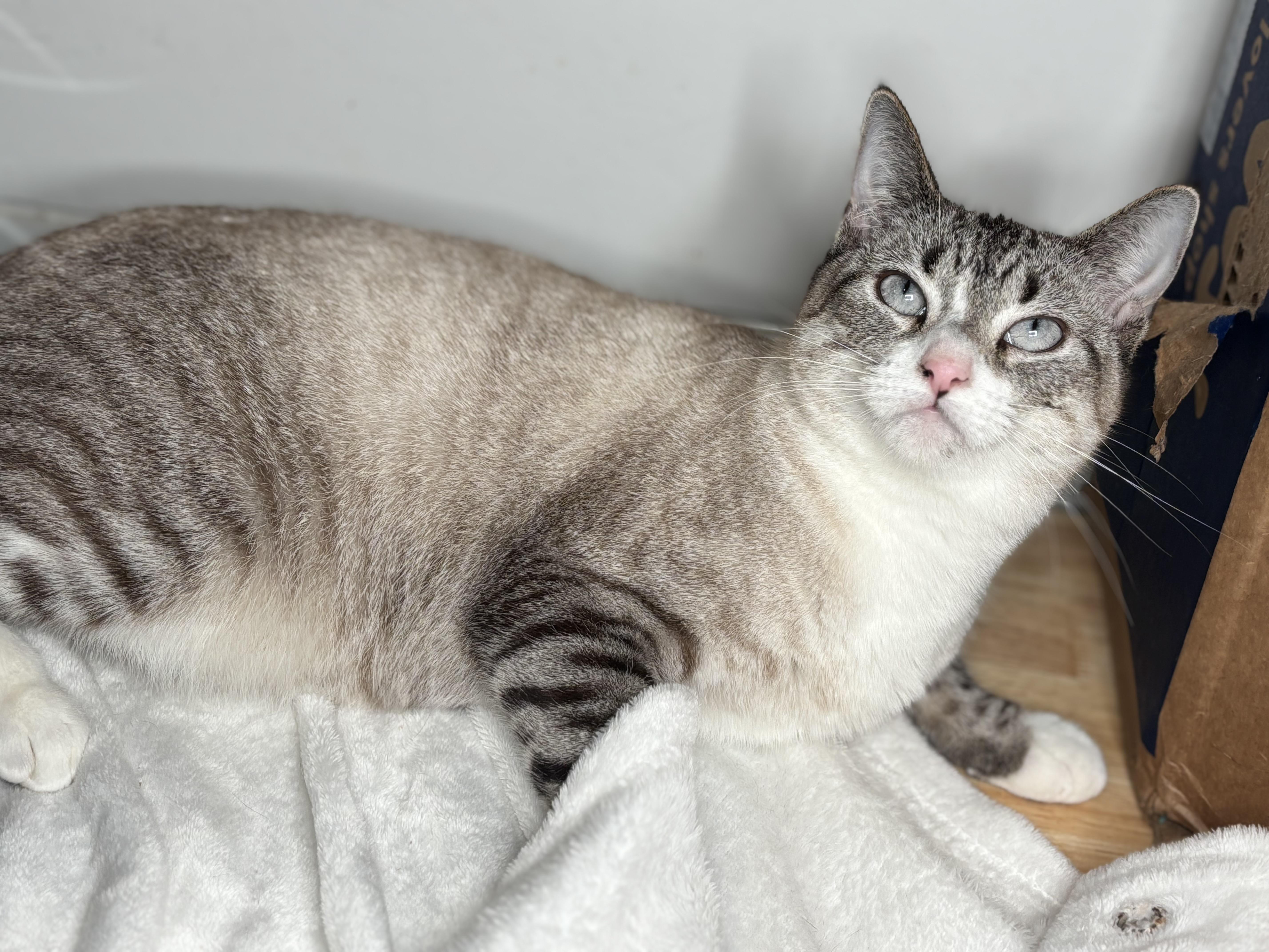 Enlarge Zelda, a Adoptable mixed breed in Hagerstown , MD image 5/5