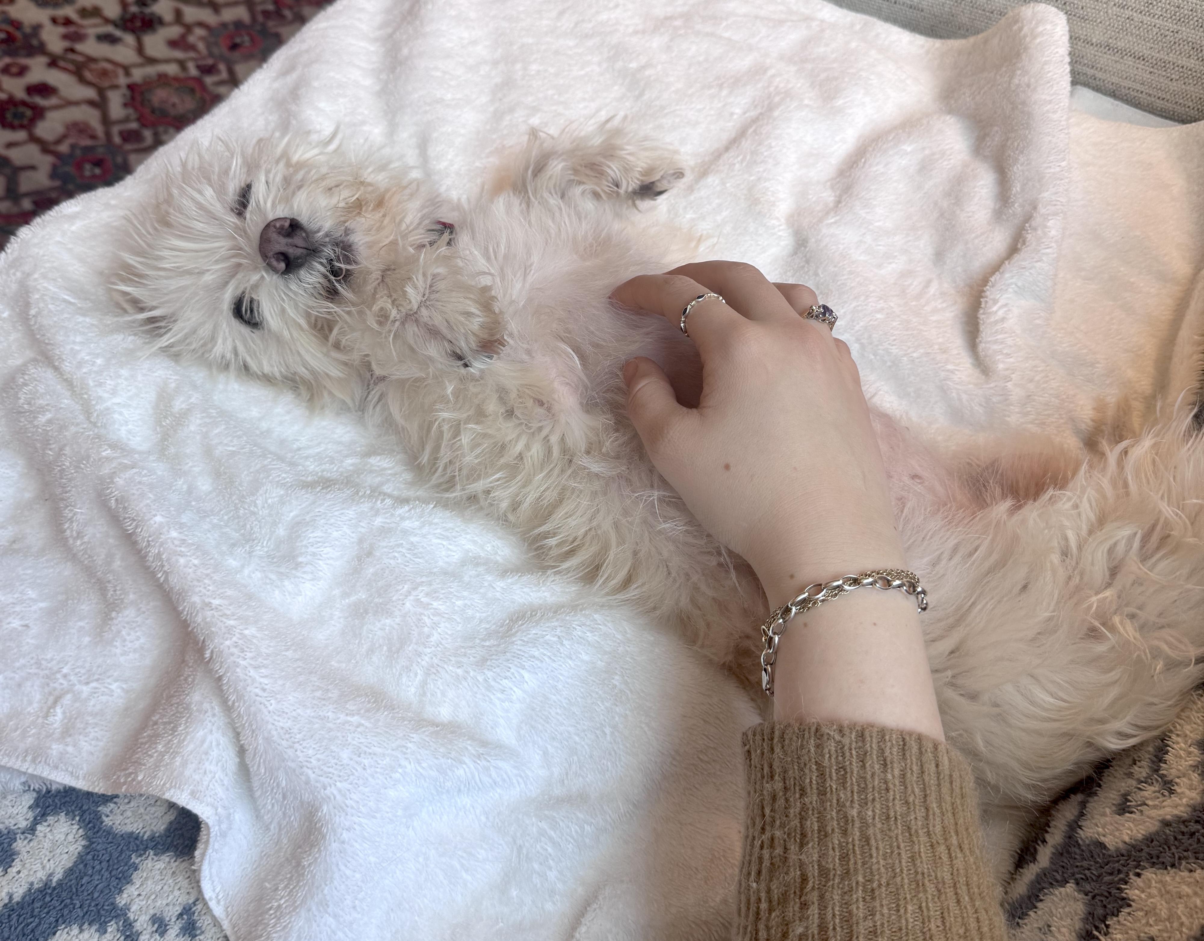 Enlarge Polly, an adopted mixed breed in Brooklyn, NY image 2/5