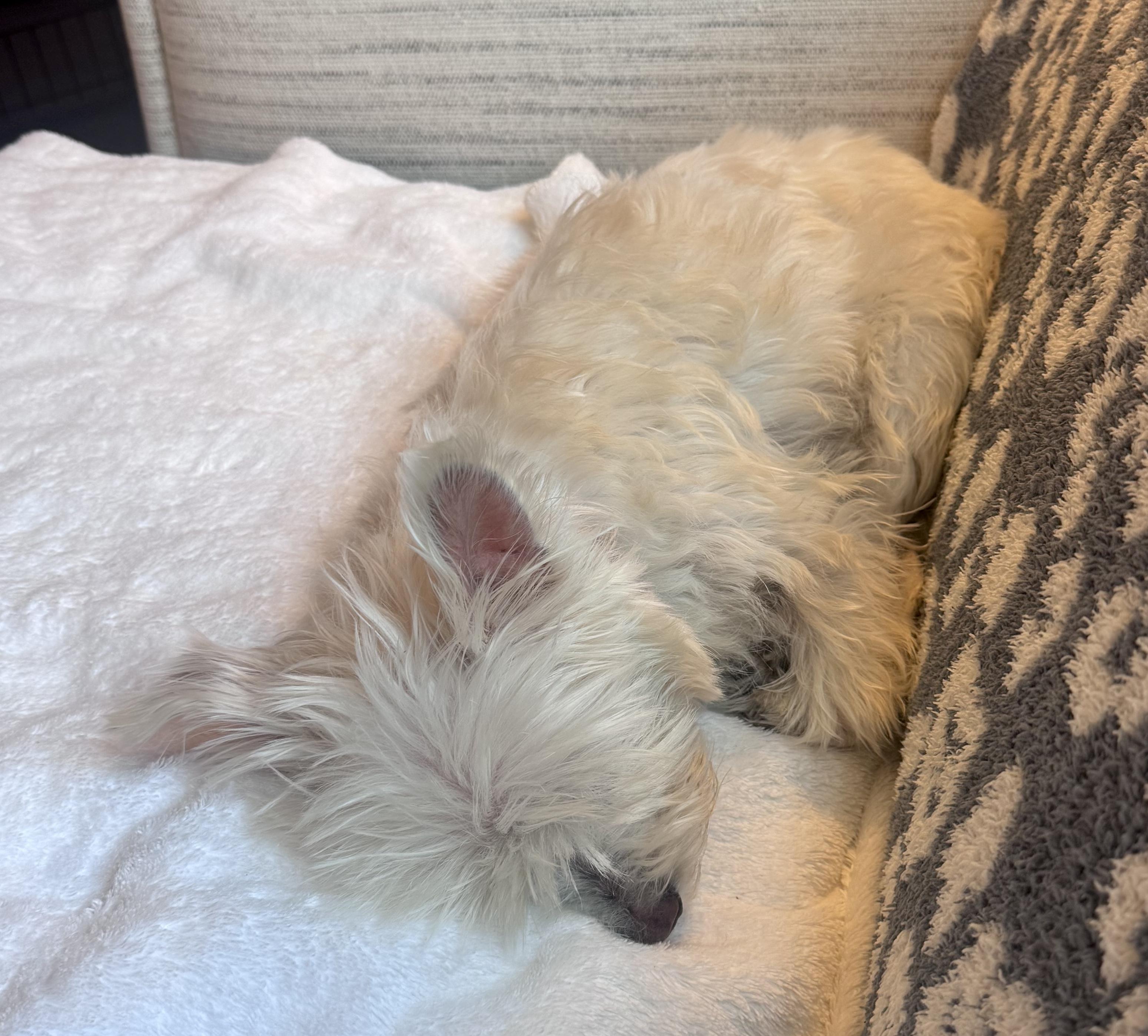 Enlarge Polly, an adopted mixed breed in Brooklyn, NY image 5/5