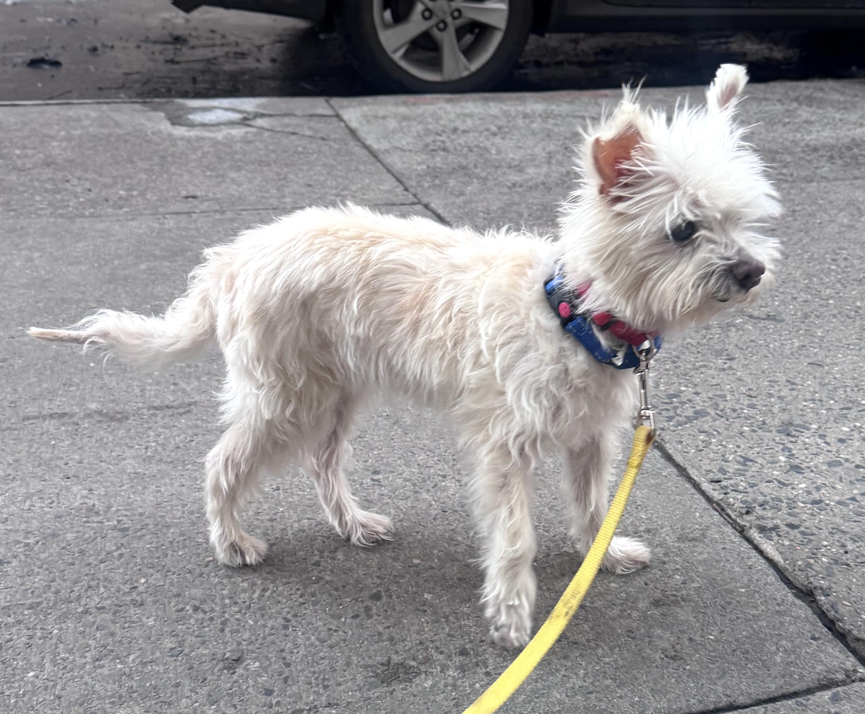 Enlarge Polly, an adopted mixed breed in Brooklyn, NY image 3/5