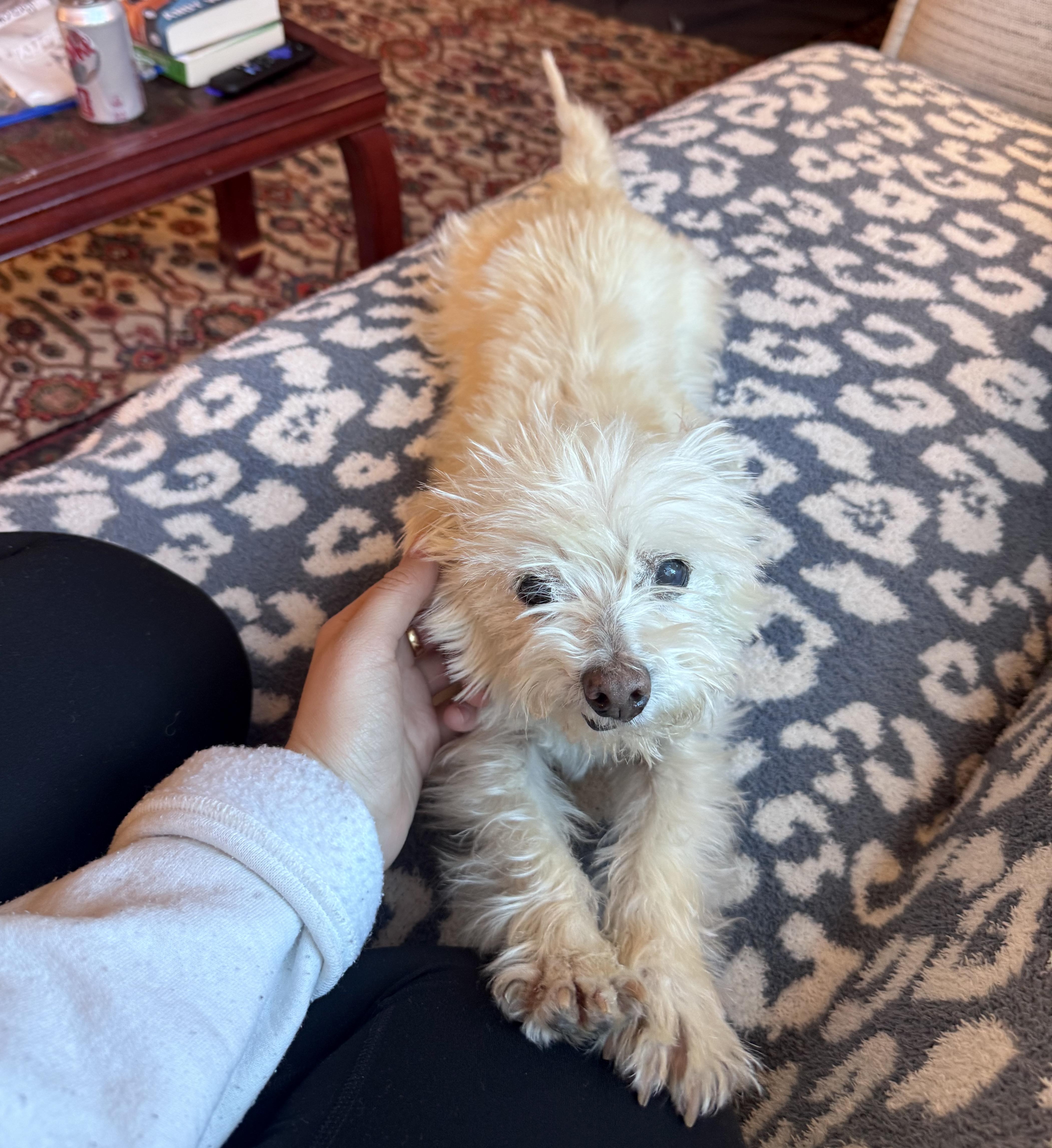 Enlarge Polly, an adopted mixed breed in Brooklyn, NY image 4/5