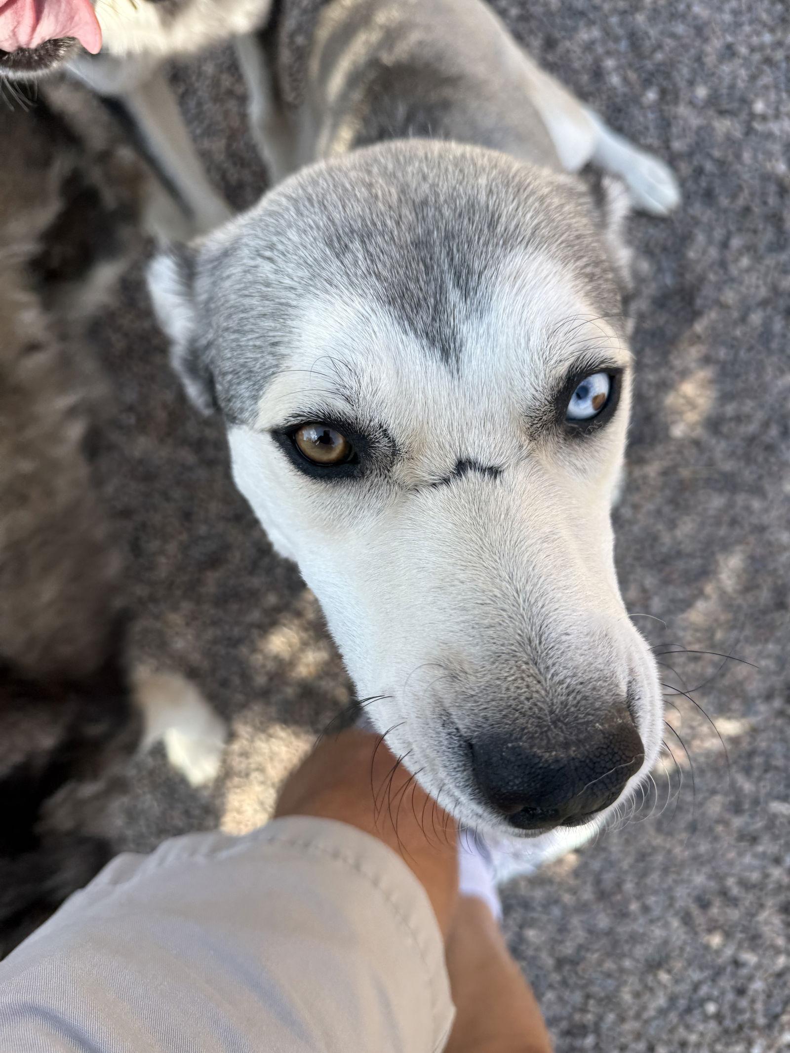 Enlarge Ace, a Adoptable Siberian Husky in Cedar Crest, NM image 1/2