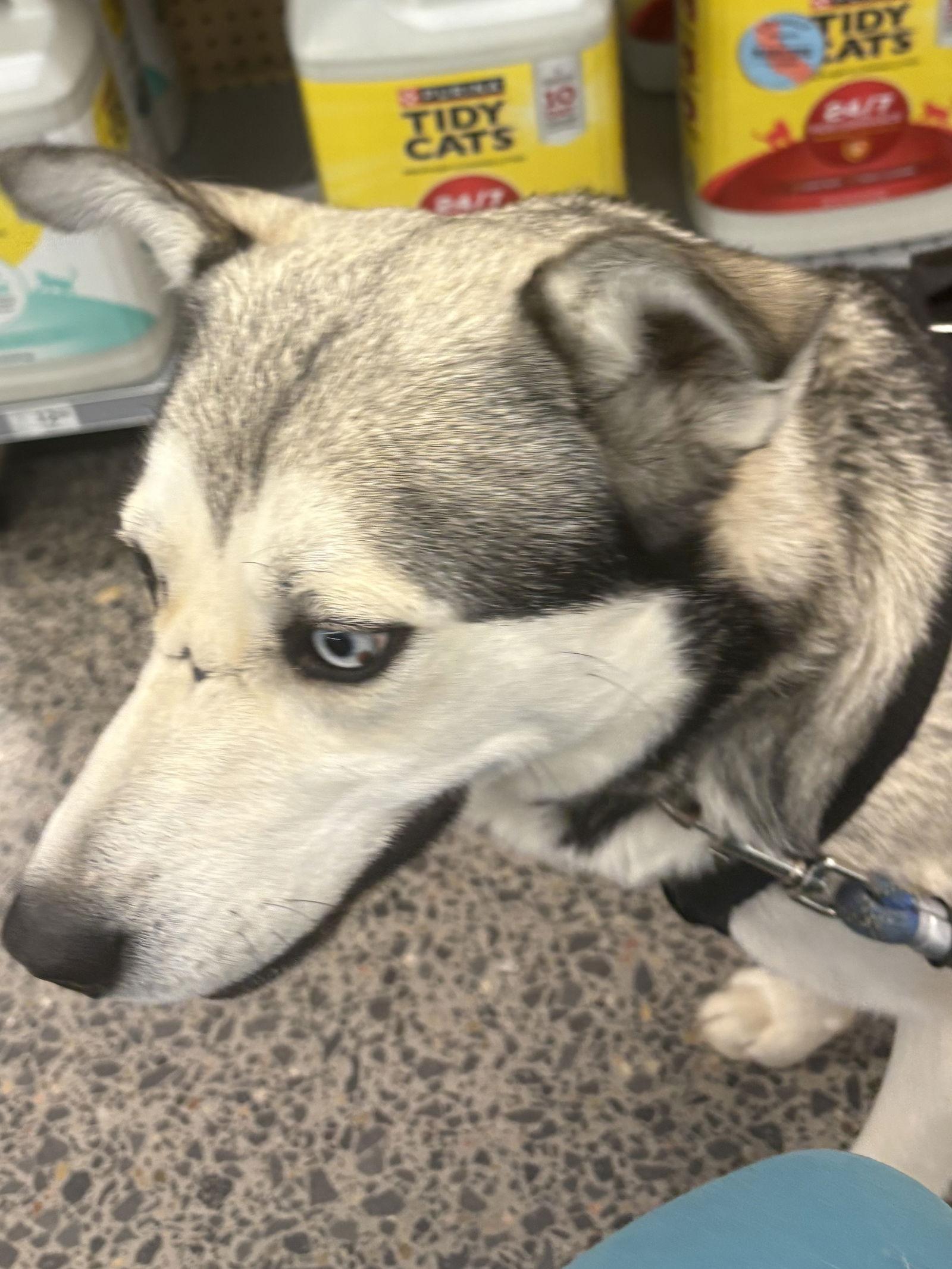 Enlarge Ace, a Adoptable Siberian Husky in Cedar Crest, NM image 2/3