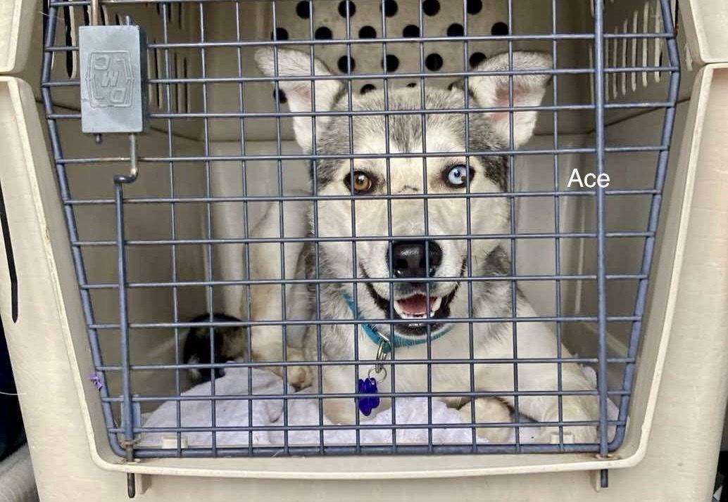 Enlarge Ace, a Adoptable Siberian Husky in Cedar Crest, NM image 2/2