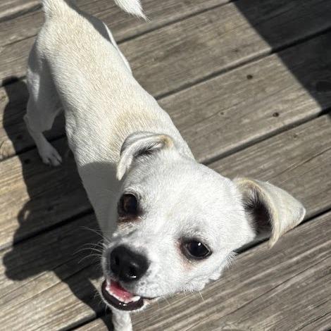 Enlarge Rosie, a Adoptable Chihuahua in North Charleston, SC image 4/5