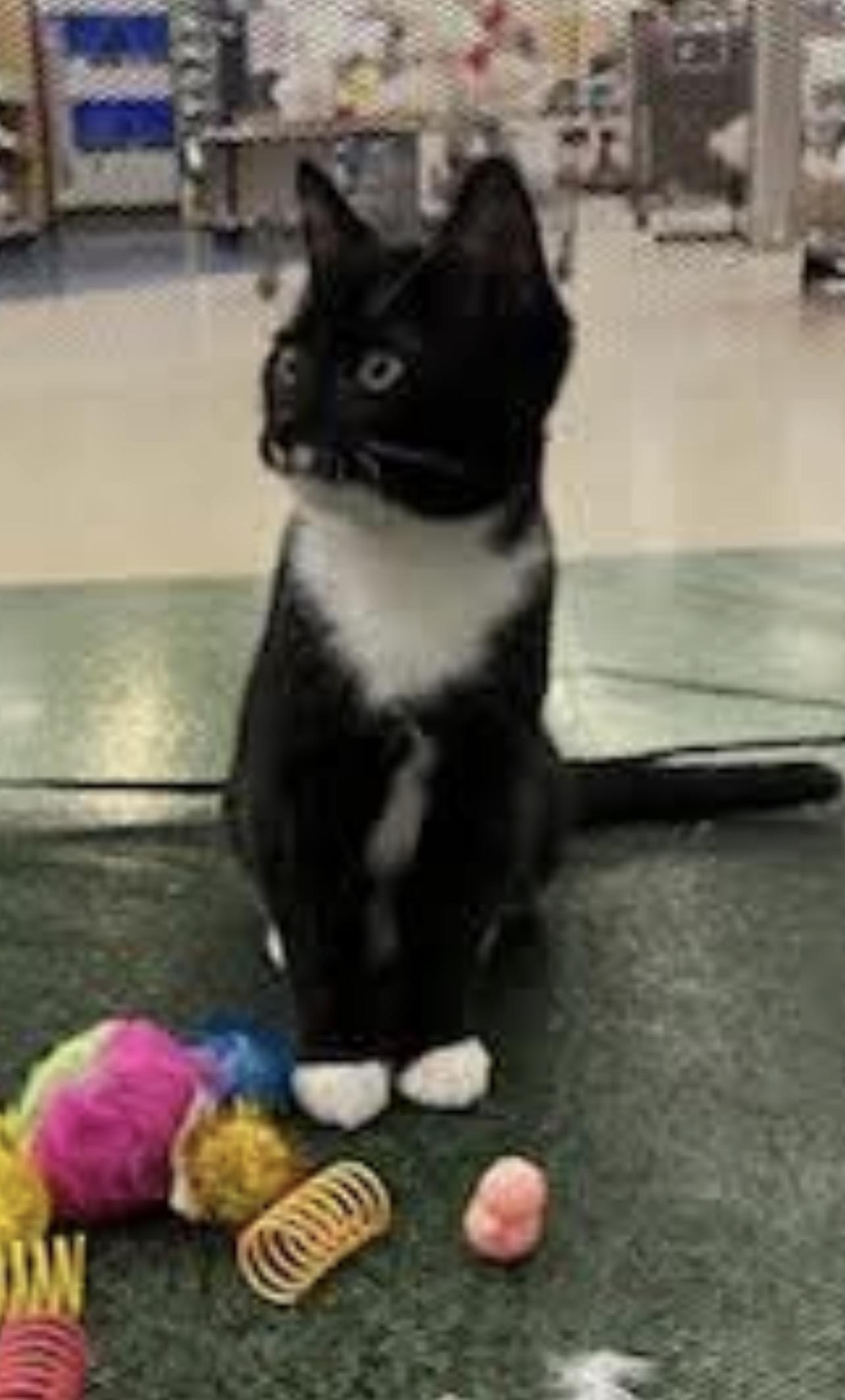 Enlarge Deuce, a Adopted mixed breed in Lockport, IL image 3/5