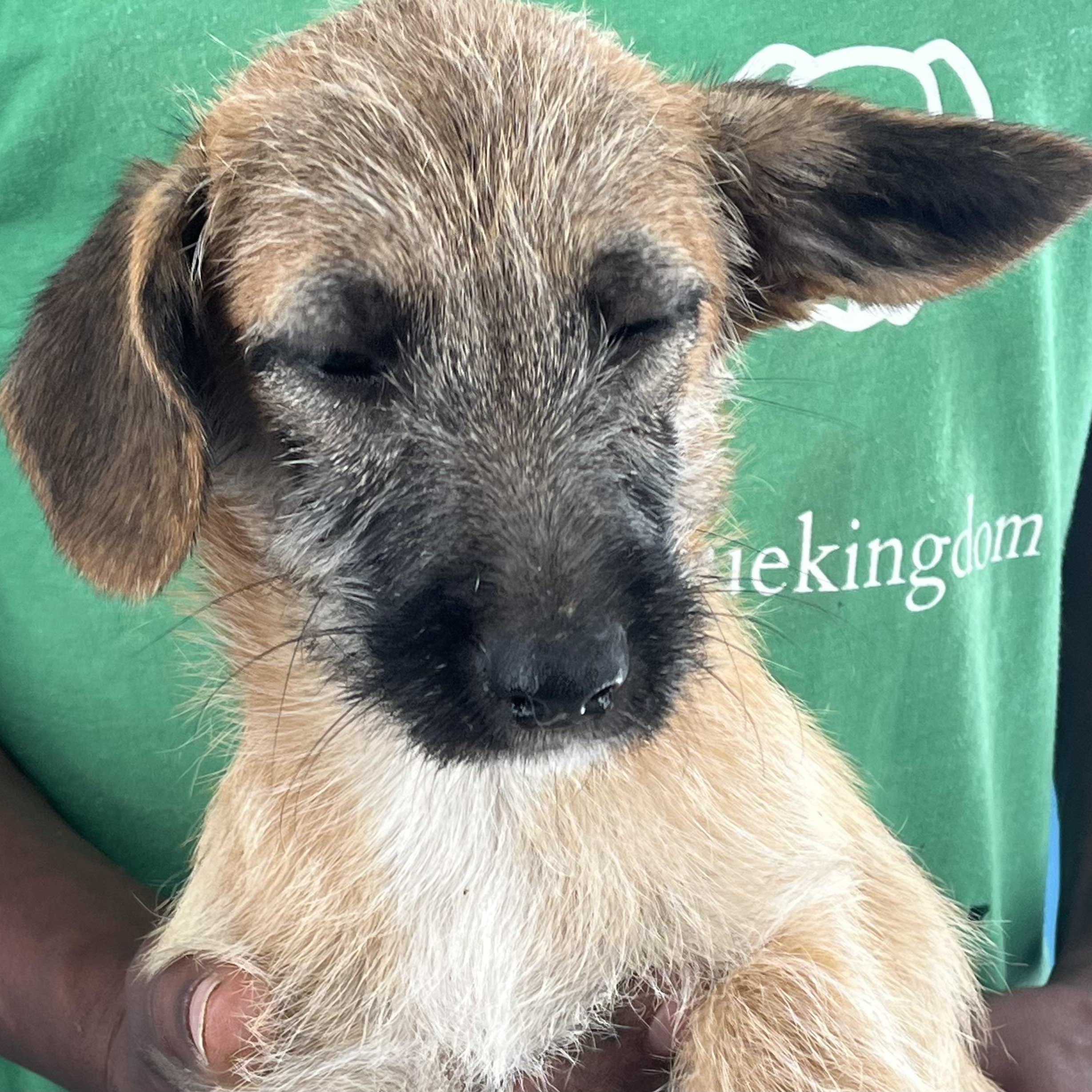 Cookie - Local July 25-27, Young Female Chihuahua