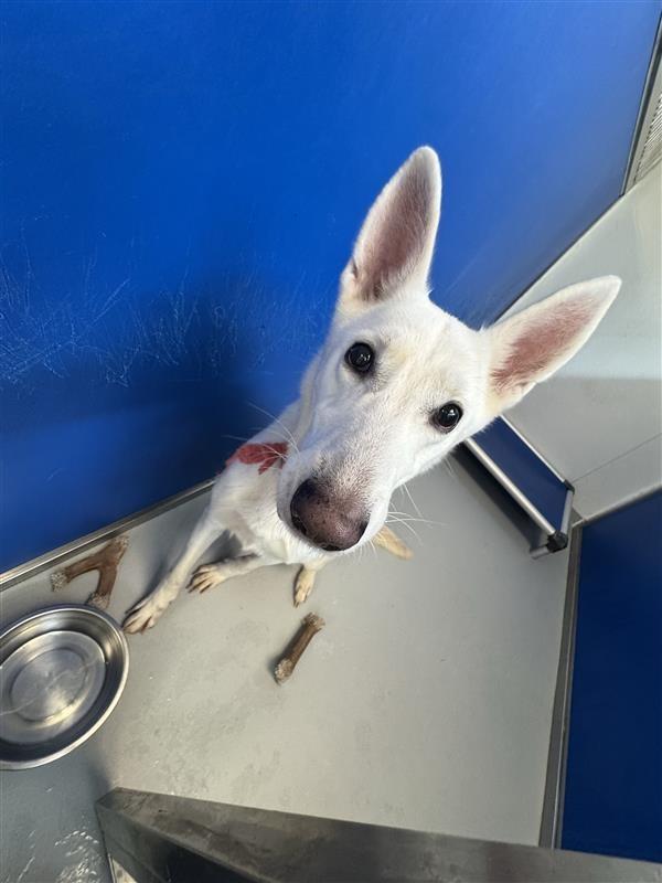 Ellie, Adoptable, Adult Female German Shepherd Dog.