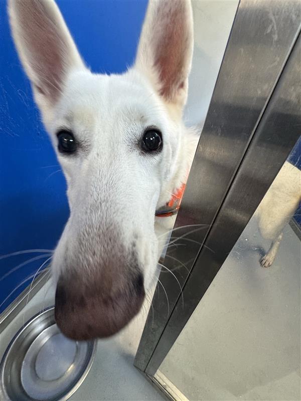 Enlarge Ellie, a Adoptable German Shepherd Dog in New Kensington, PA image 2/6