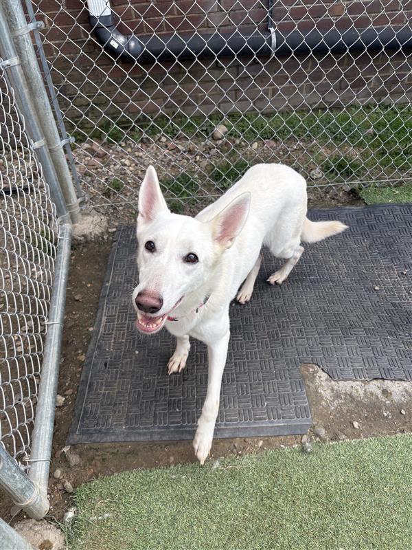 Enlarge Ellie, a Adoptable German Shepherd Dog in New Kensington, PA image 4/6