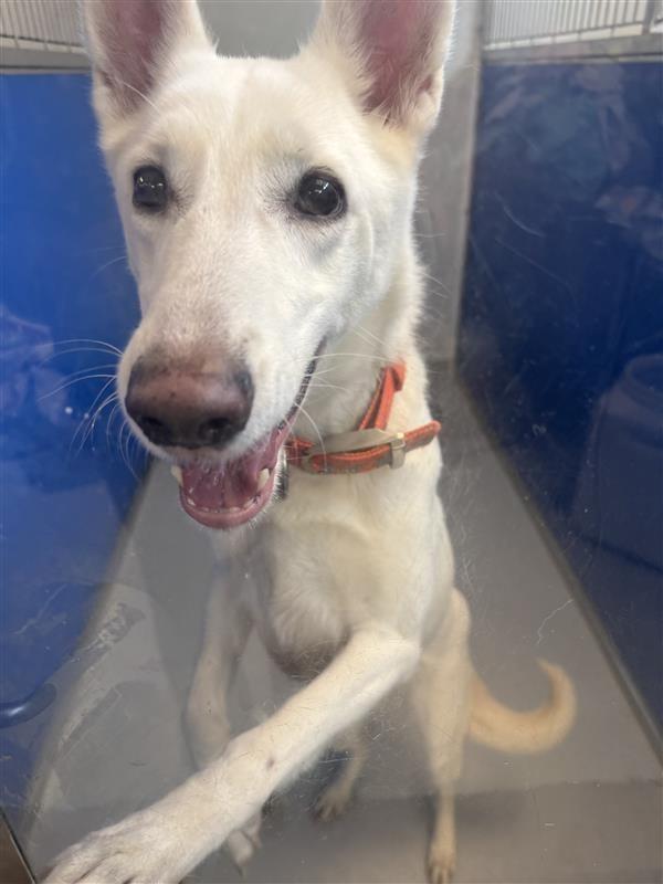 Enlarge Ellie, a Adoptable German Shepherd Dog in New Kensington, PA image 5/6