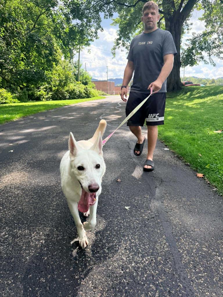 Enlarge Ellie, a Adoptable German Shepherd Dog in New Kensington, PA image 6/6
