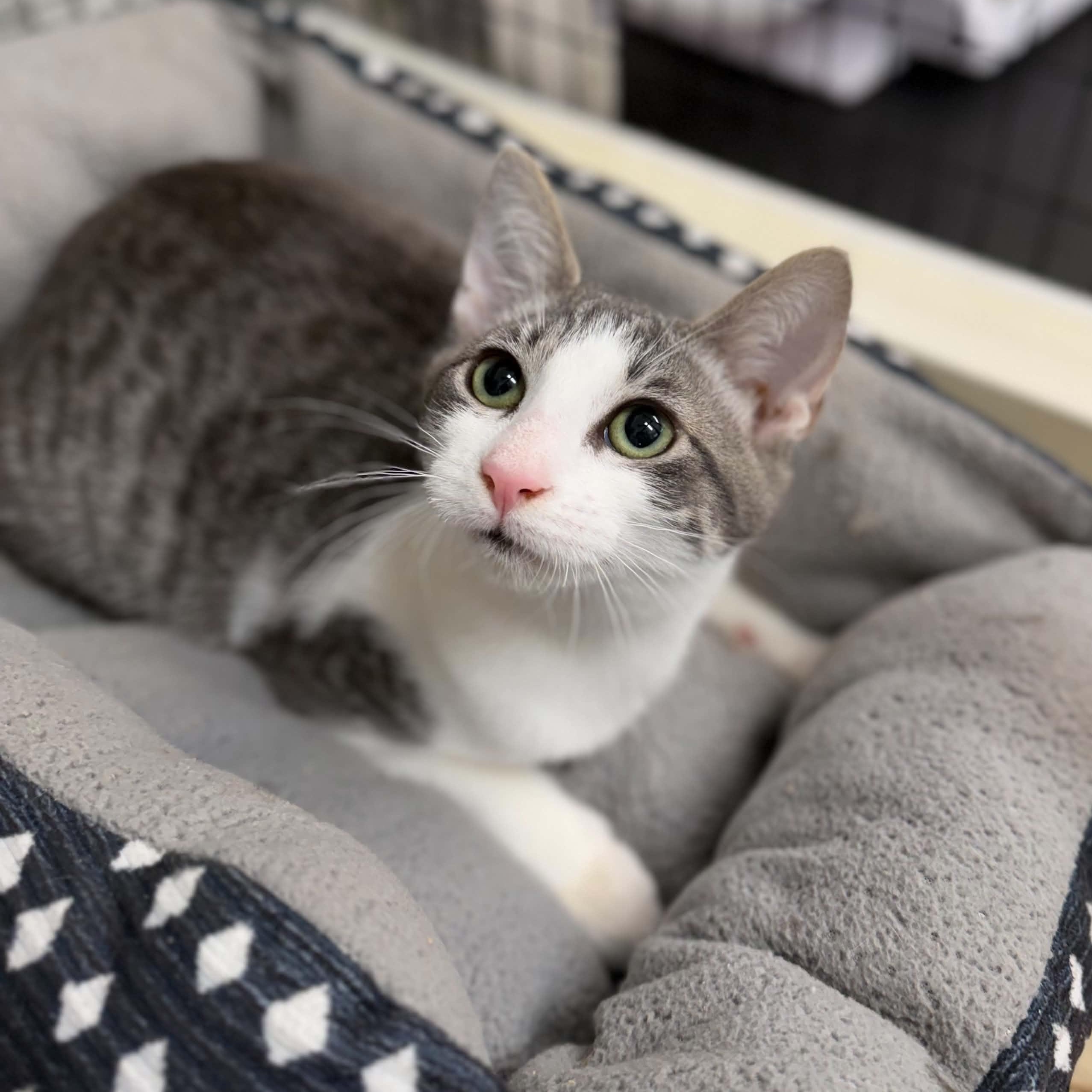 Enlarge Virginia, a ADOPTABLE Domestic Short Hair in Grants Pass, OR image 2/4