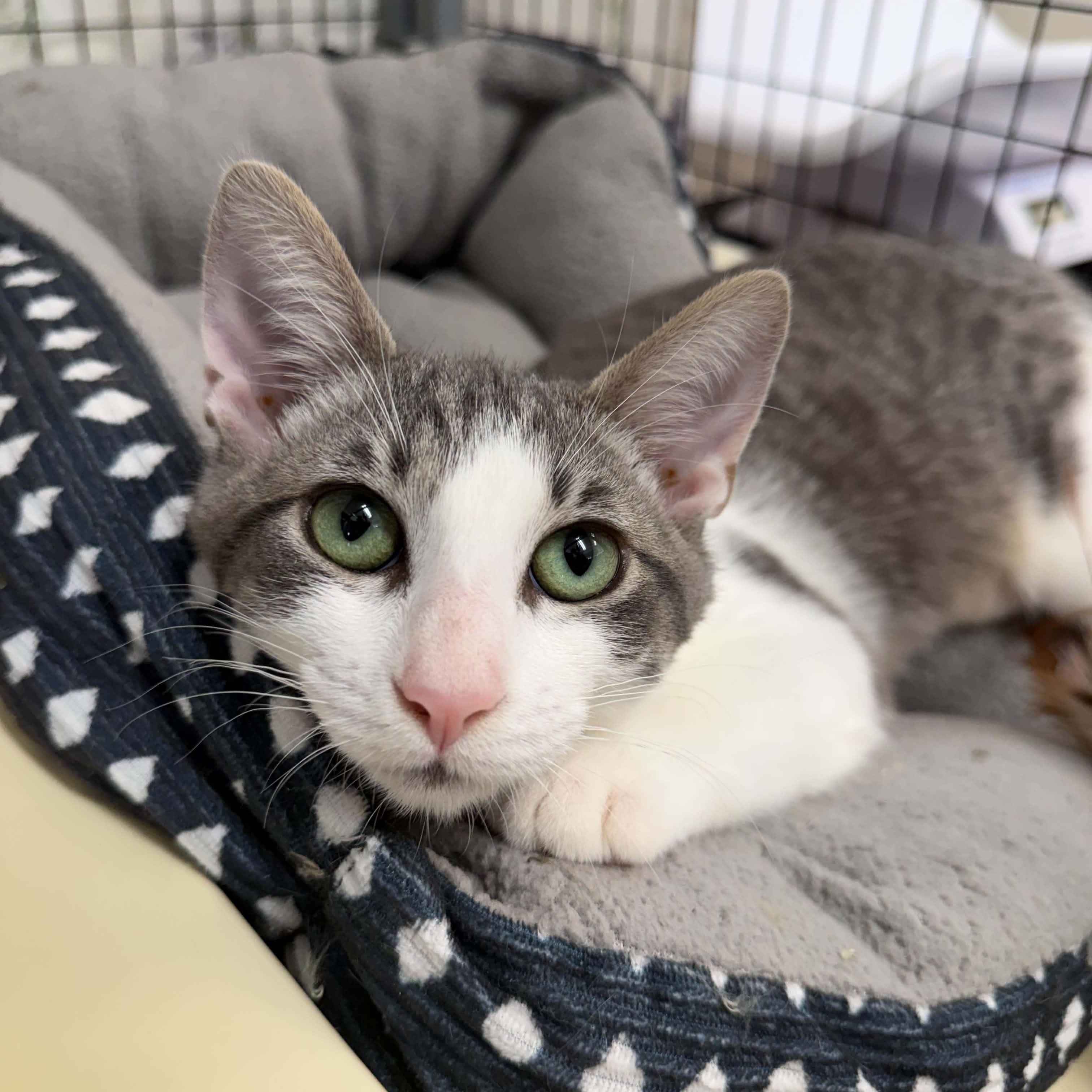 Virginia, ADOPTABLE, Young Female Domestic Short Hair.