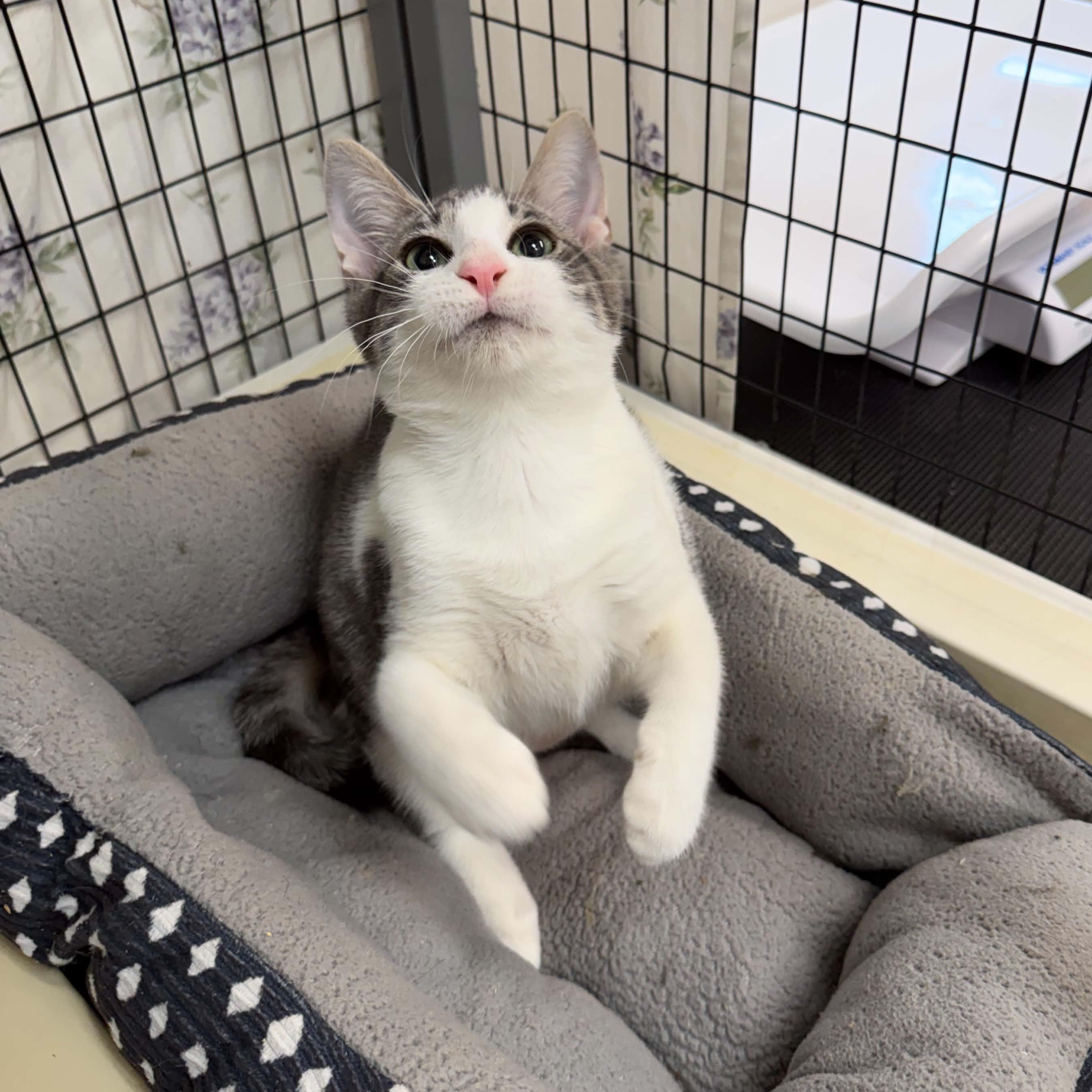 Enlarge Virginia, a ADOPTABLE Domestic Short Hair in Grants Pass, OR image 3/4