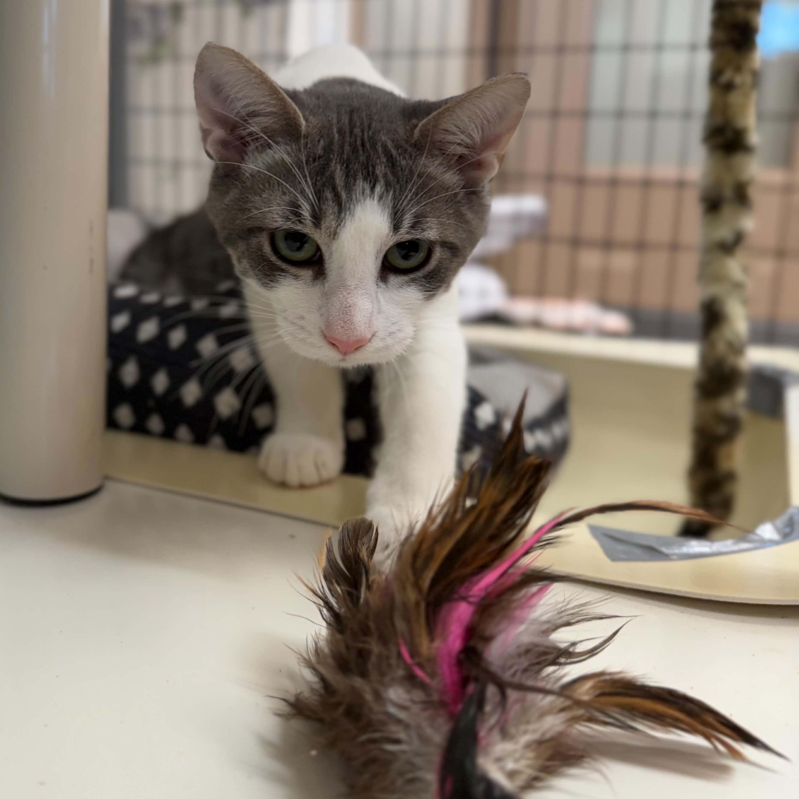 Enlarge Virginia, a ADOPTABLE Domestic Short Hair in Grants Pass, OR image 4/4