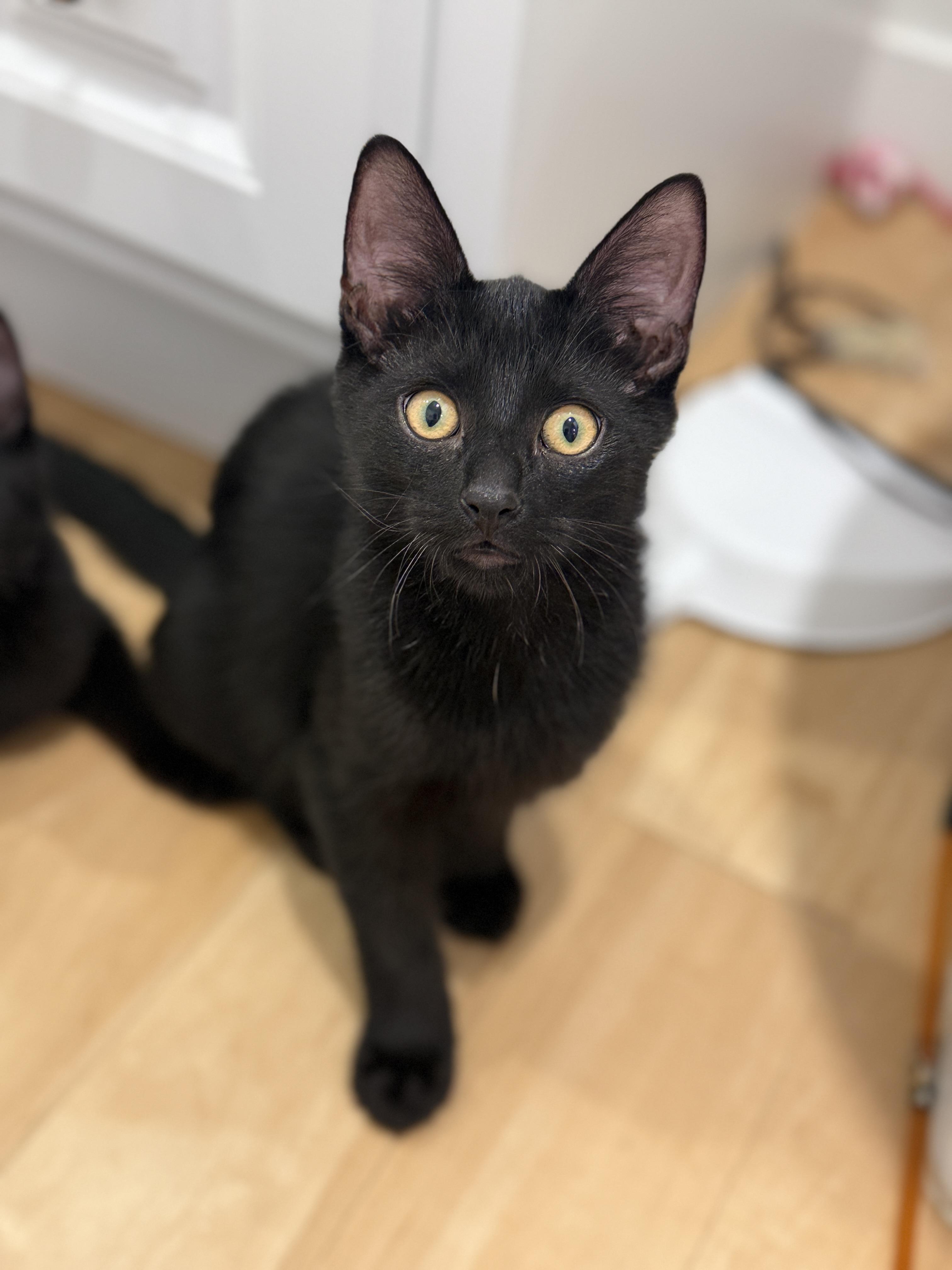 Daffy, Adoptable, Kitten Male Domestic Short Hair.