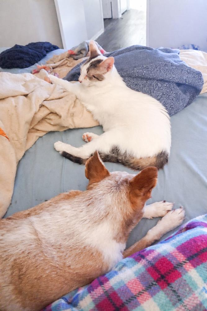 Wally — thumbnail 2