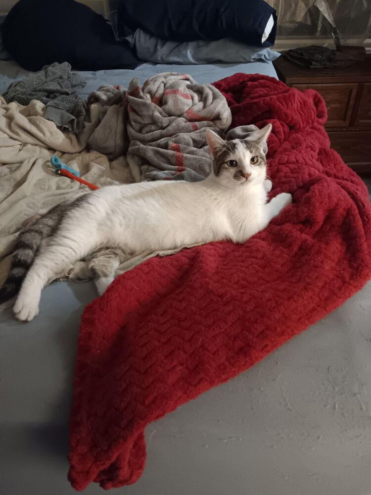 Wally — thumbnail 3