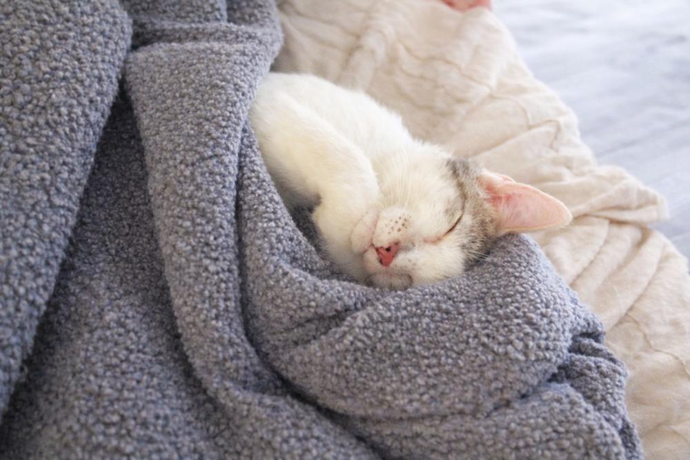 Wally — thumbnail 4