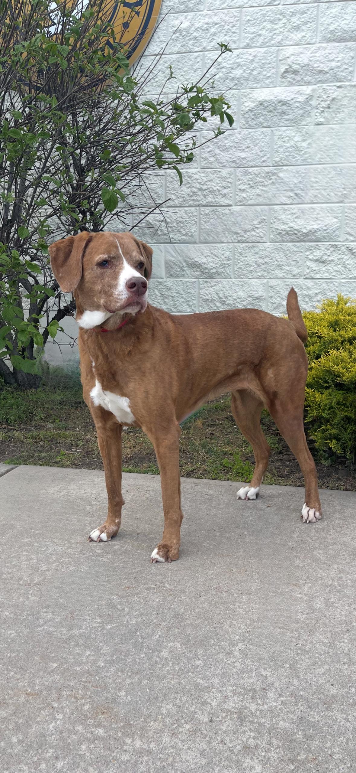 Lina, ADOPTABLE, Senior Female Mixed Breed.