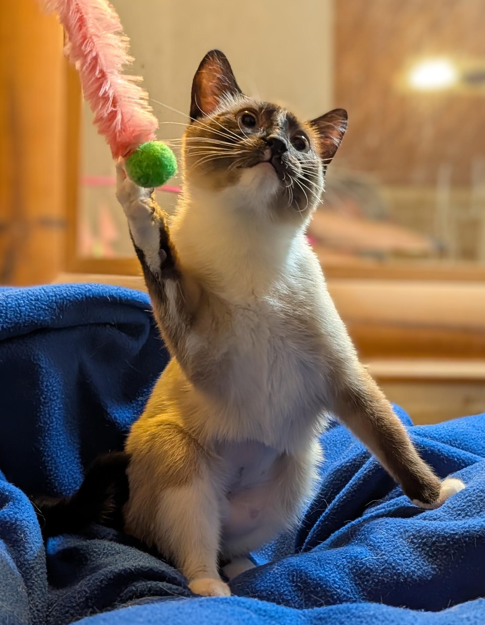 EVIE, ADOPTABLE, Young Female Siamese.