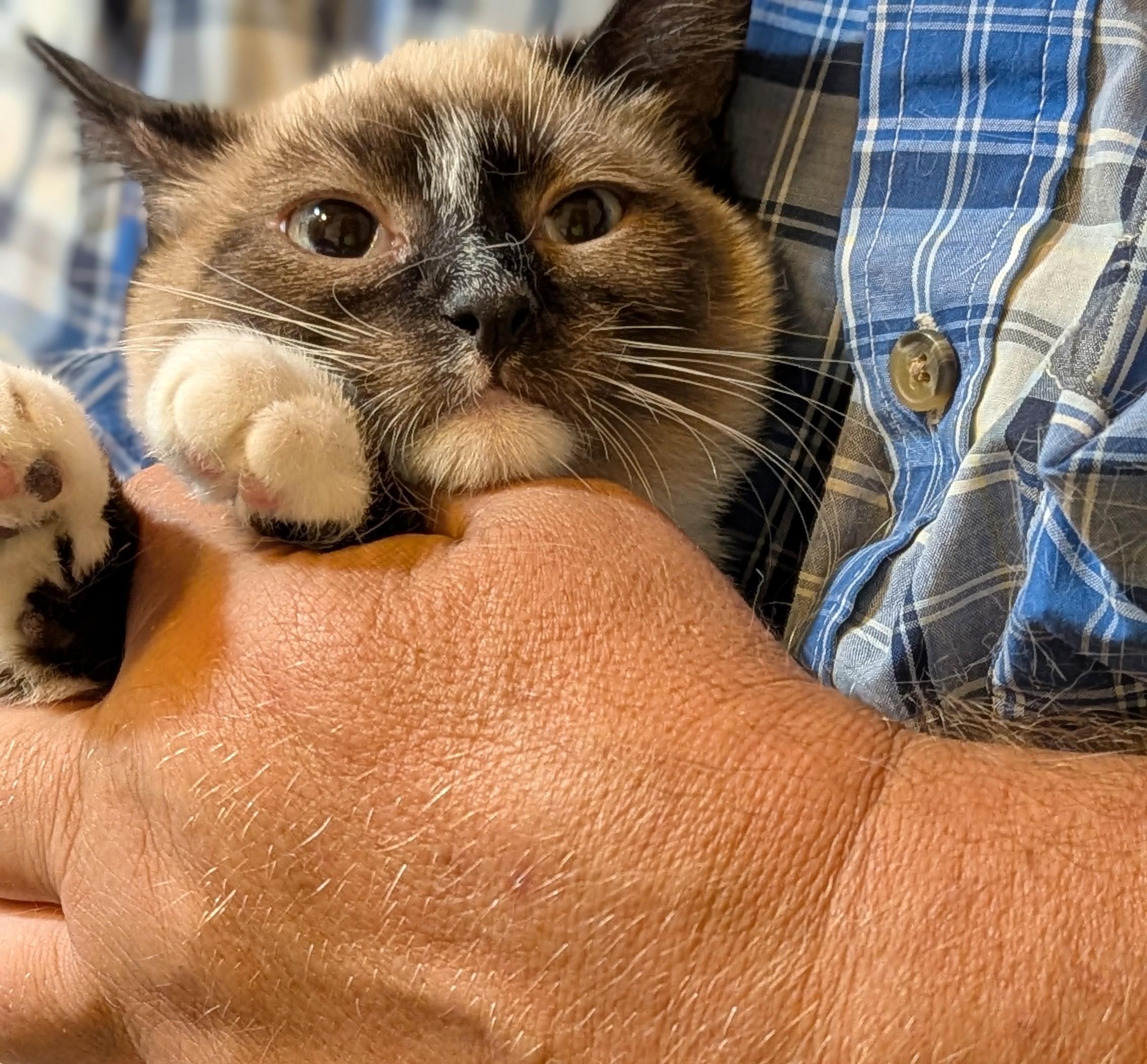EVIE, a ADOPTABLE mixed breed in Pena Blanca, NM image 3/5