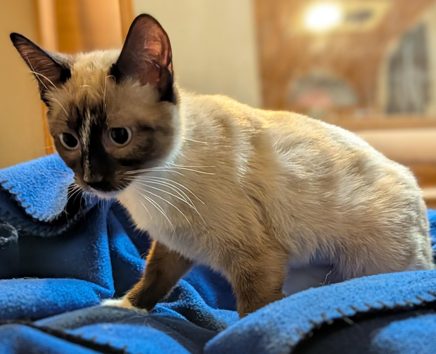 EVIE, a ADOPTABLE mixed breed in Pena Blanca, NM image 2/5