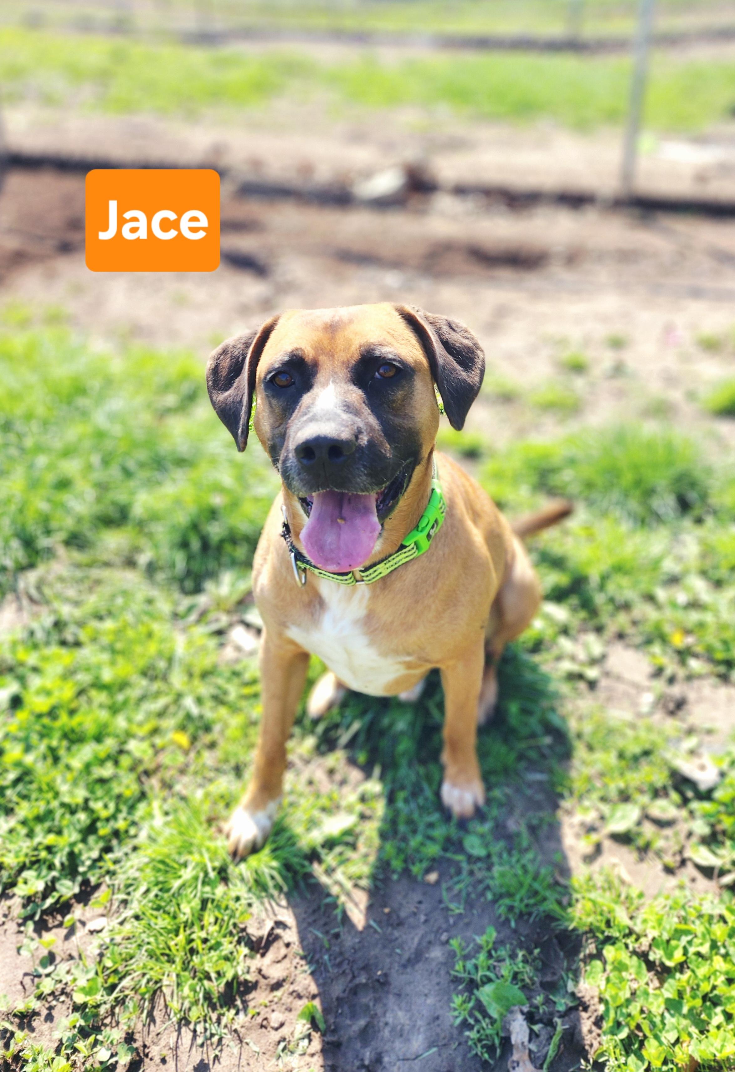 Jace, ADOPTABLE, Young Male Black Mouth Cur & Hound.