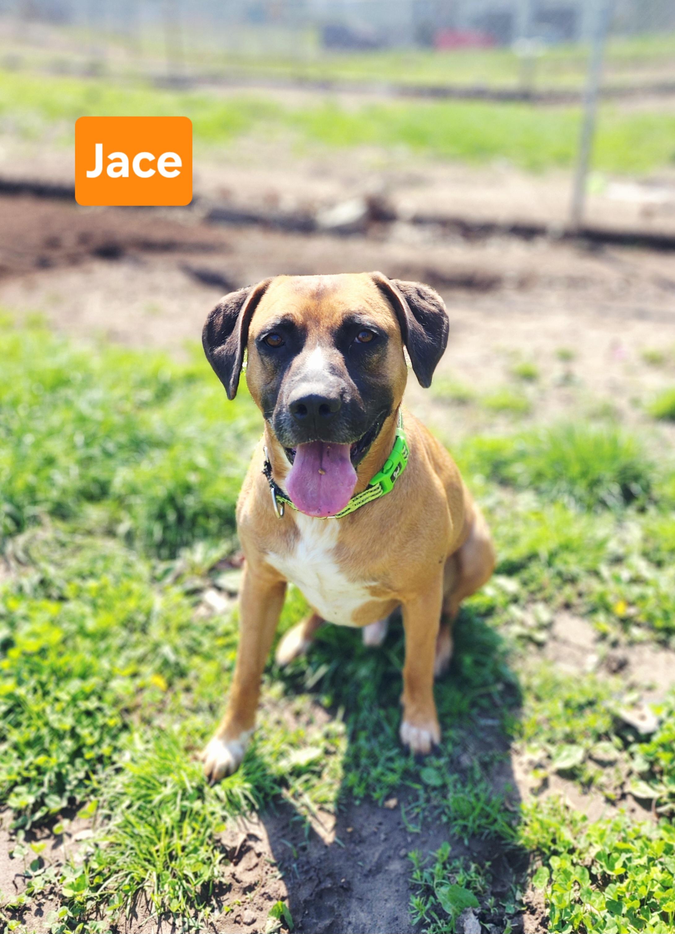Enlarge Jace, a ADOPTABLE mixed breed in Clinton, MO image 2/3