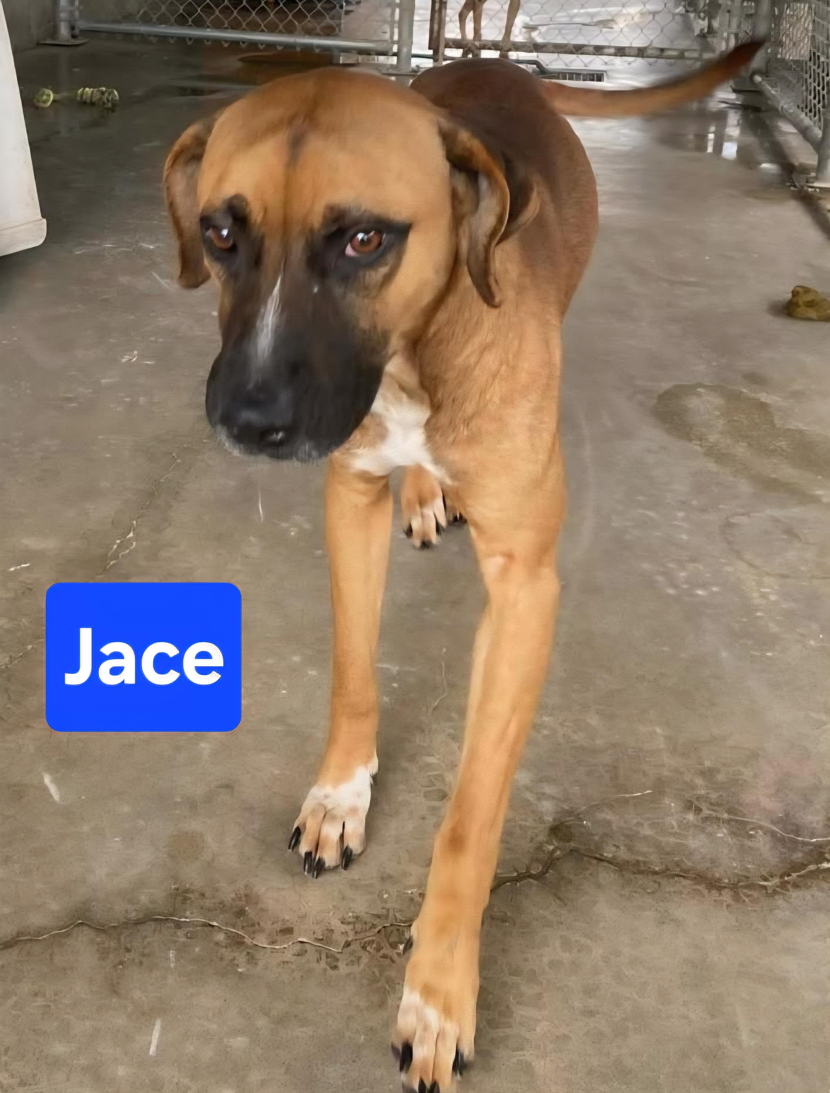 Enlarge Jace, a ADOPTABLE mixed breed in Clinton, MO image 1/1