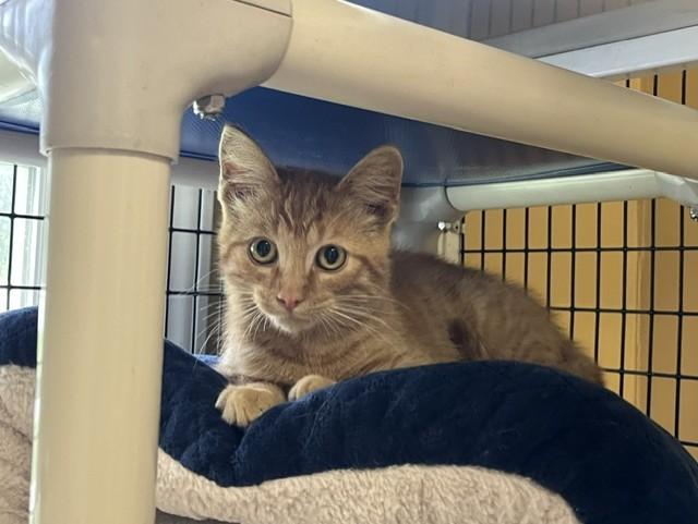 Enlarge Henry Ford III, a Adoptable Domestic Short Hair in Grosse Ile, MI image 1/3